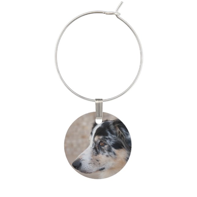 Australian Shepherd Mix Close Up Photograph Wine Charm (Front)