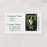 Australian Shepherd Photo Business Card