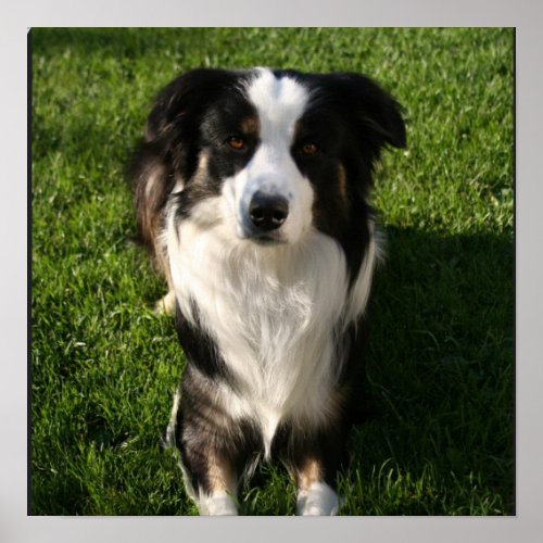 Australian Shepherd Photo Poster