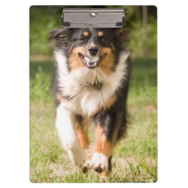 Australian Shepherd Playing With Ball Clipboard (Front)