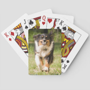 Australian Shepherd Playing With Ball Poker Cards