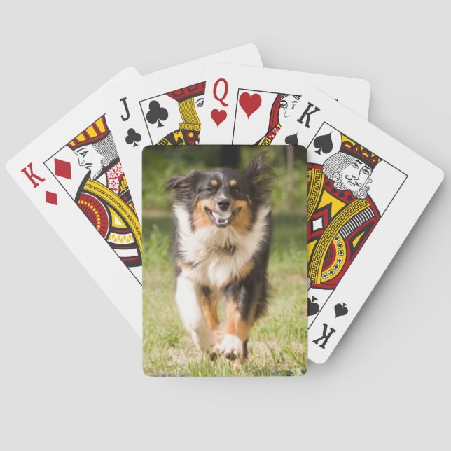 Australian Shepherd Playing With Ball Poker Cards (Back)