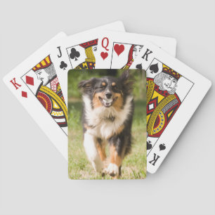 Australian Shepherd Playing With Ball Poker Cards
