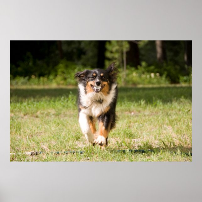 Australian Shepherd Playing With Ball Poster (Front)