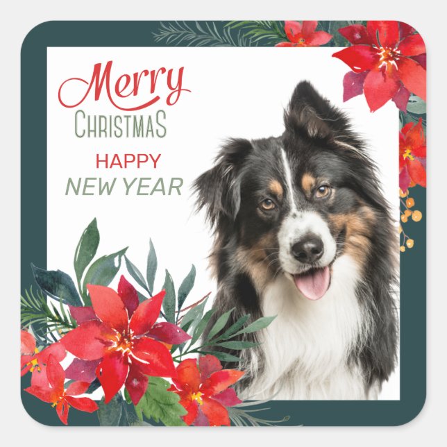 Australian Shepherd Poinsettia Bouquet Christmas Square Sticker (Front)
