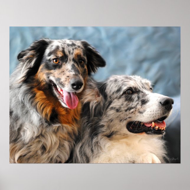 Australian Shepherd Portrait Fine Art Print (Front)