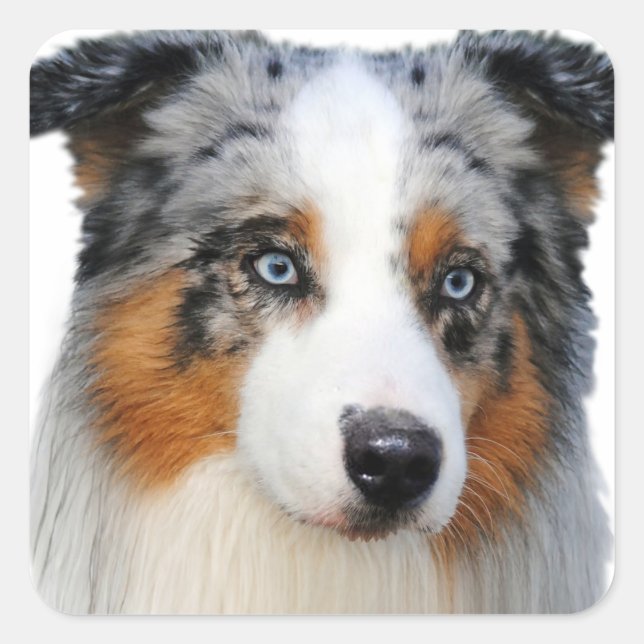 Australian Shepherd Portrait Square Sticker (Front)