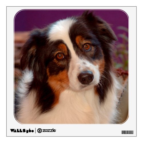 Australian Shepherd portrait Wall Sticker