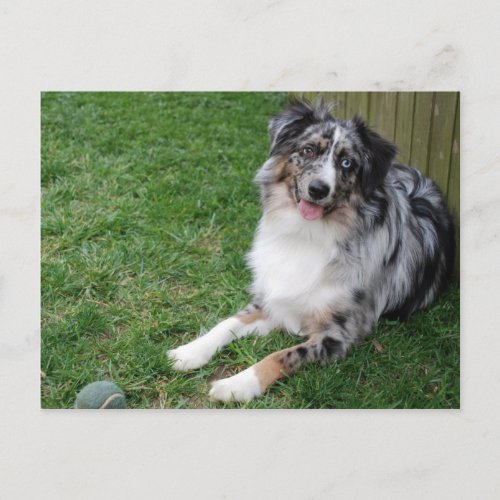 Australian Shepherd Postcard