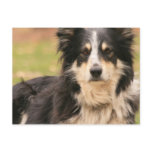 Australian Shepherd Postcard