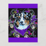 AUSTRALIAN SHEPHERD POSTCARD