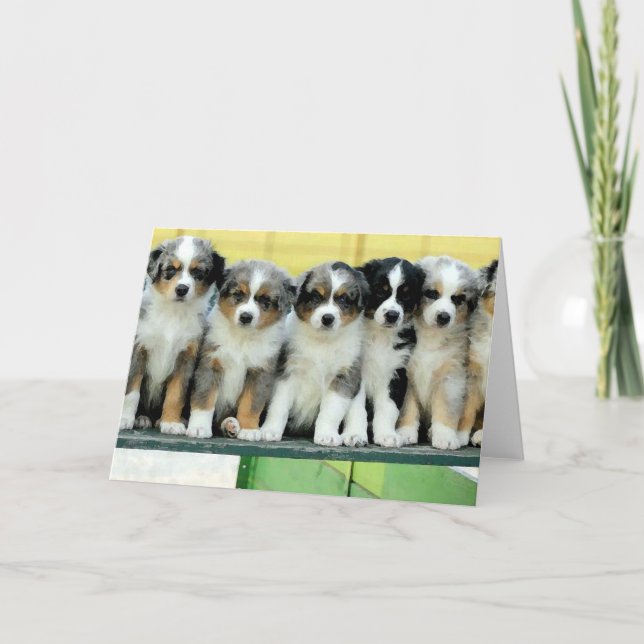 Australian Shepherd Puppies Blank Greeting Card (Front)