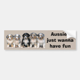 Australian Shepherd Puppies Bumper Sticker