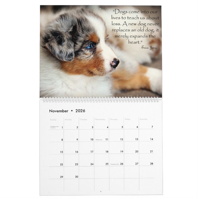 Australian Shepherd Puppies Calendar (Nov 2026)