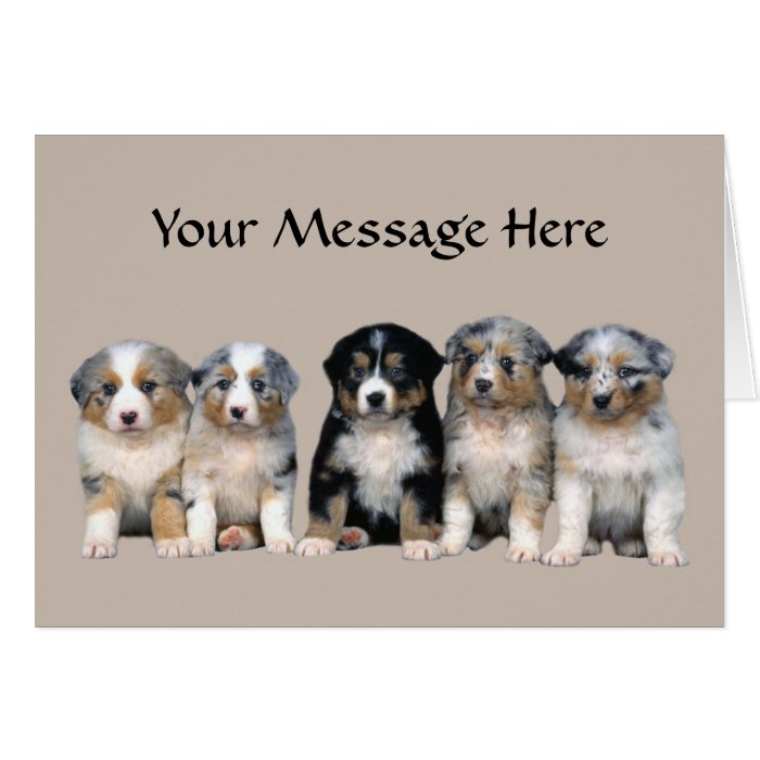 Australian Shepherd Puppies Greeting Card