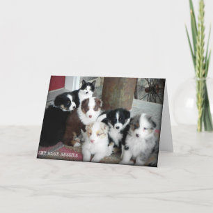 Australian Shepherd Puppies Greeting Card