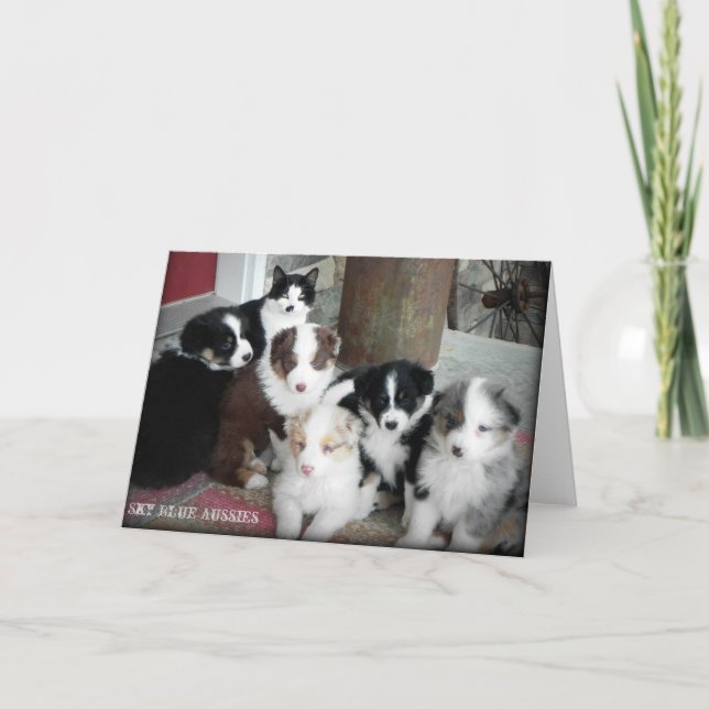 Australian Shepherd Puppies Greeting Card (Front)