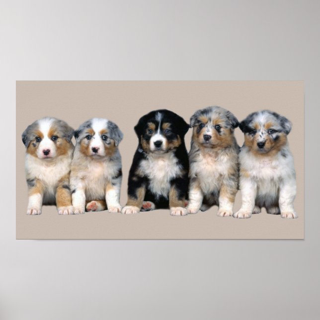 Australian Shepherd Puppies Print (Front)