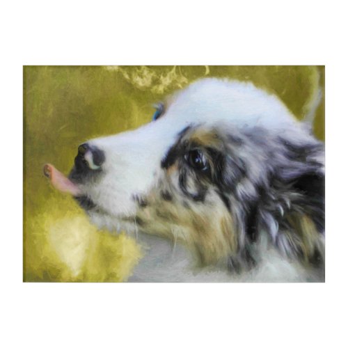 Australian Shepherd Puppy 2 Acrylic Print