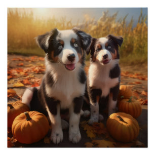 Australian Shepherd Puppy Autumn Delight Pumpkin Poster