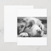 australian shepherd puppy bw (Front/Back)