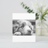 australian shepherd puppy bw (Standing Front)