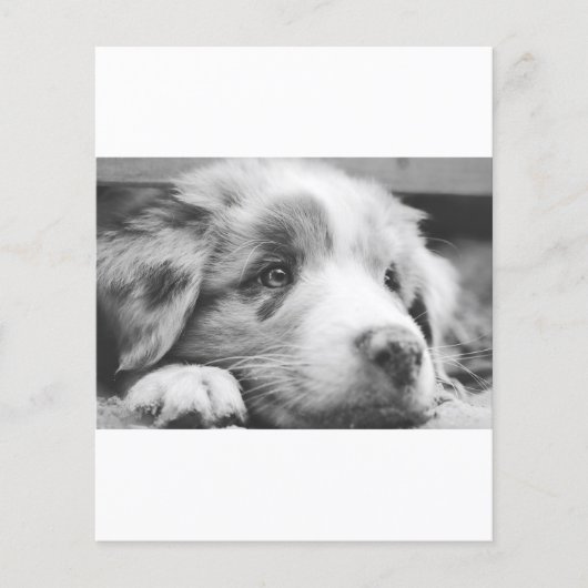 australian shepherd puppy bw (Front)