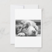 australian shepherd puppy bw (Front)