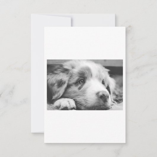 australian shepherd puppy bw (Front)