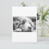 australian shepherd puppy bw (Standing Front)