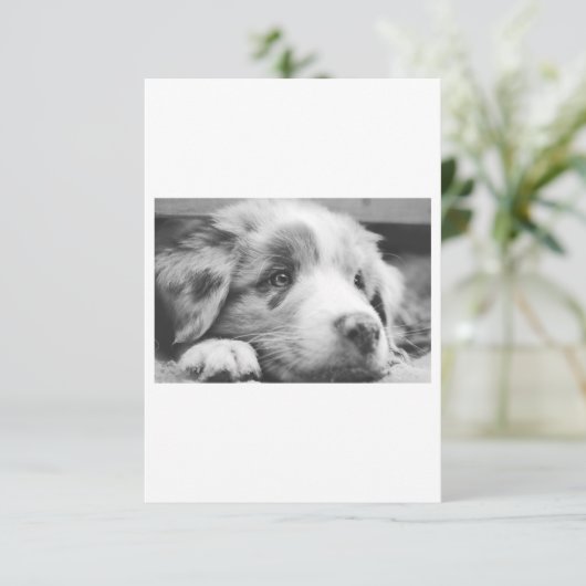 australian shepherd puppy bw (Standing Front)