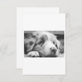 australian shepherd puppy bw (Front/Back)