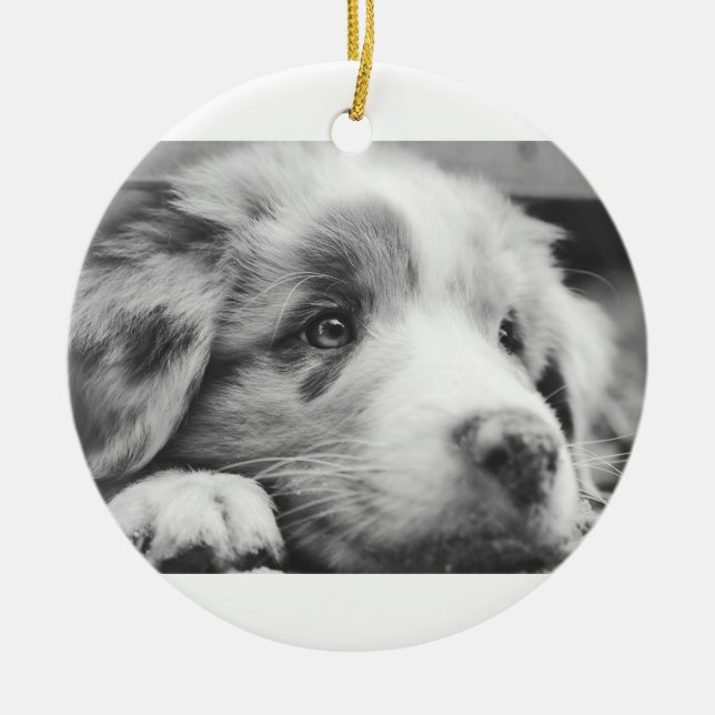 australian shepherd puppy bw ceramic ornament (Front)