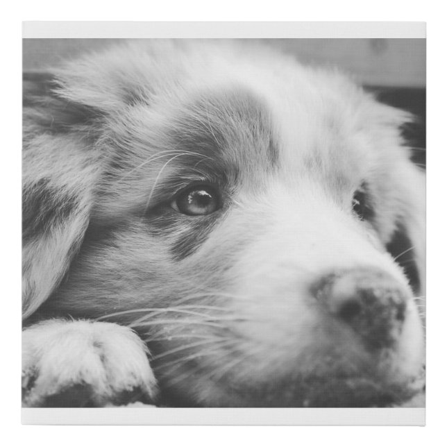 australian shepherd puppy bw faux canvas print (Front)