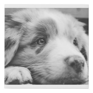 australian shepherd puppy bw faux canvas print