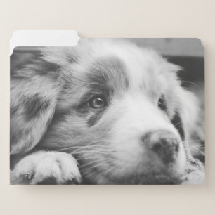 australian shepherd puppy bw file folder