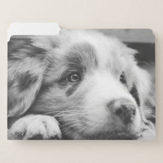 australian shepherd puppy bw file folder