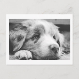 australian shepherd puppy bw holiday postcard