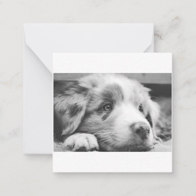 australian shepherd puppy bw note card (Front)