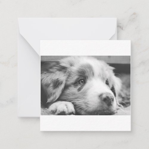 australian shepherd puppy bw note card