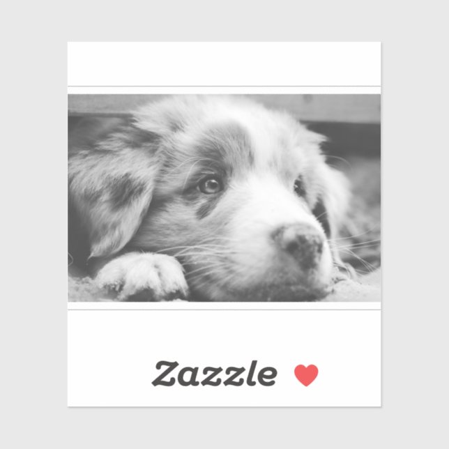 australian shepherd puppy bw sticker (Sheet)