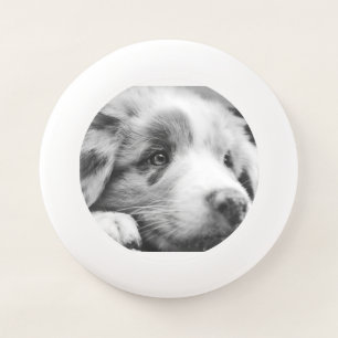 australian shepherd puppy bw Wham-O frisbee