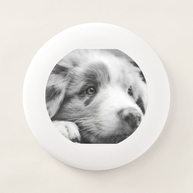 australian shepherd puppy bw Wham-O frisbee (Front)