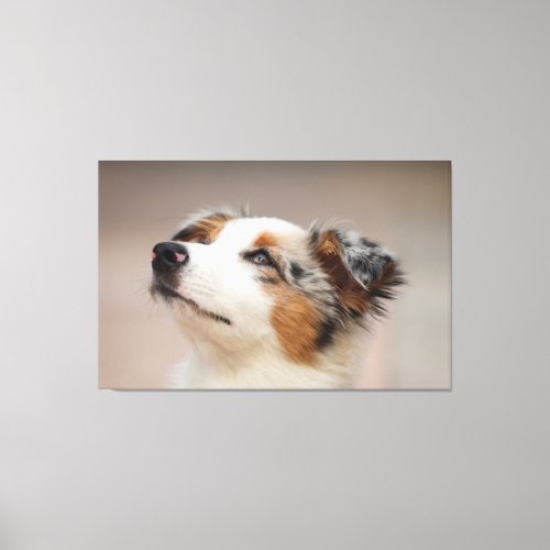 Australian Shepherd Puppy Canvas Print