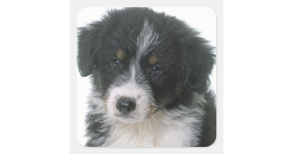 Australian Shepherd Puppy Dog Love Aussie Square Sticker | Zazzle