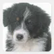 Australian Shepherd Puppy Dog Love Aussie Square Sticker | Zazzle