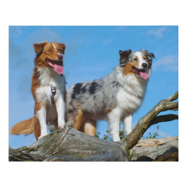  Australian Shepherd Puppy Dogs Faux Canvas Print (Front)