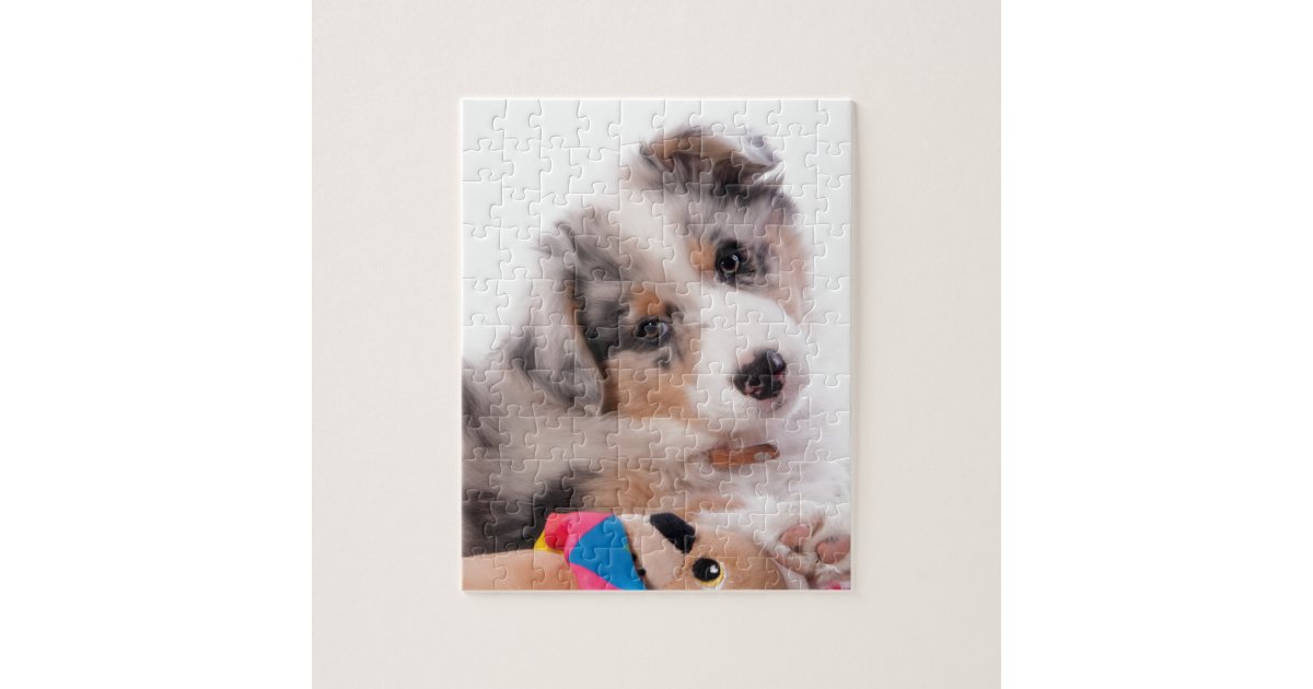 Australian shepherd puppy jigsaw puzzle