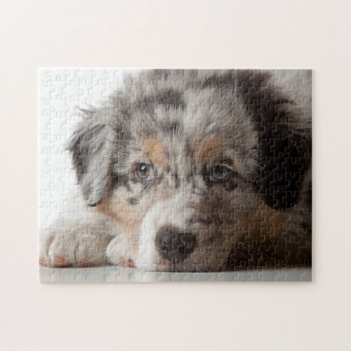 Australian Shepherd Puppy Jigsaw Puzzle