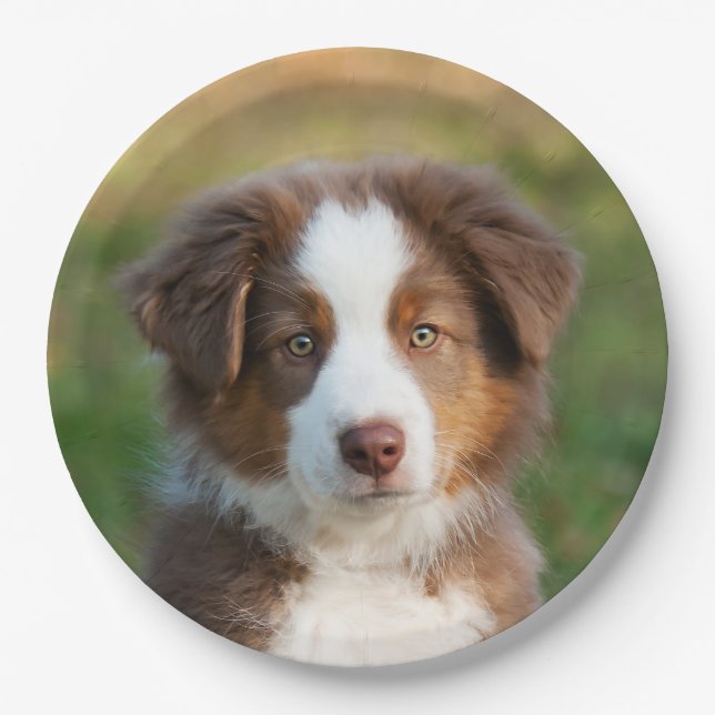 Australian Shepherd puppy portrait, happy party Paper Plates (Front)